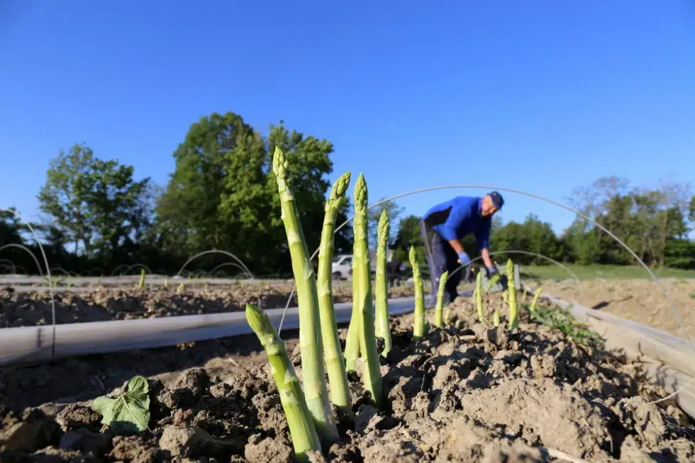 Ile można zarobić na szparagach w Niemczech? Zarobki, które zaskakują
