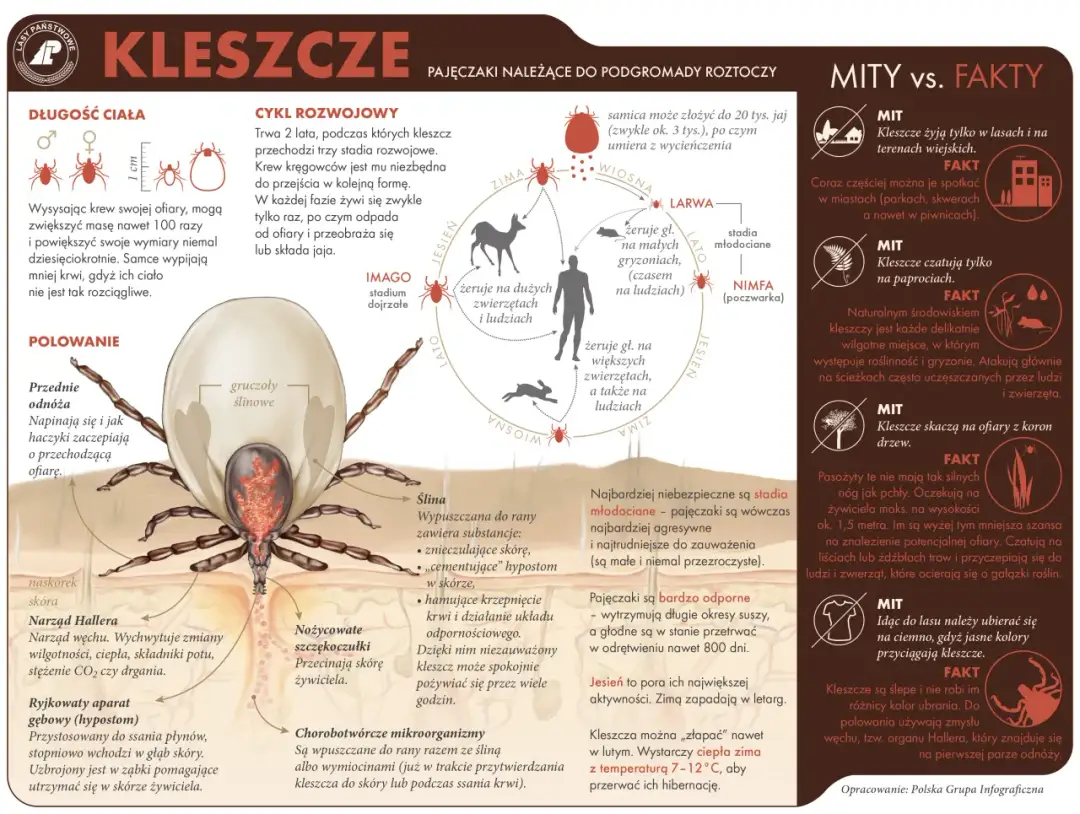 Kleszcze aktywne zimą? Obalamy mit i radzimy, jak się chronić
