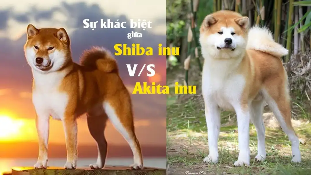 Czym się różni shiba od akity? Odkryj kluczowe różnice i cechy
