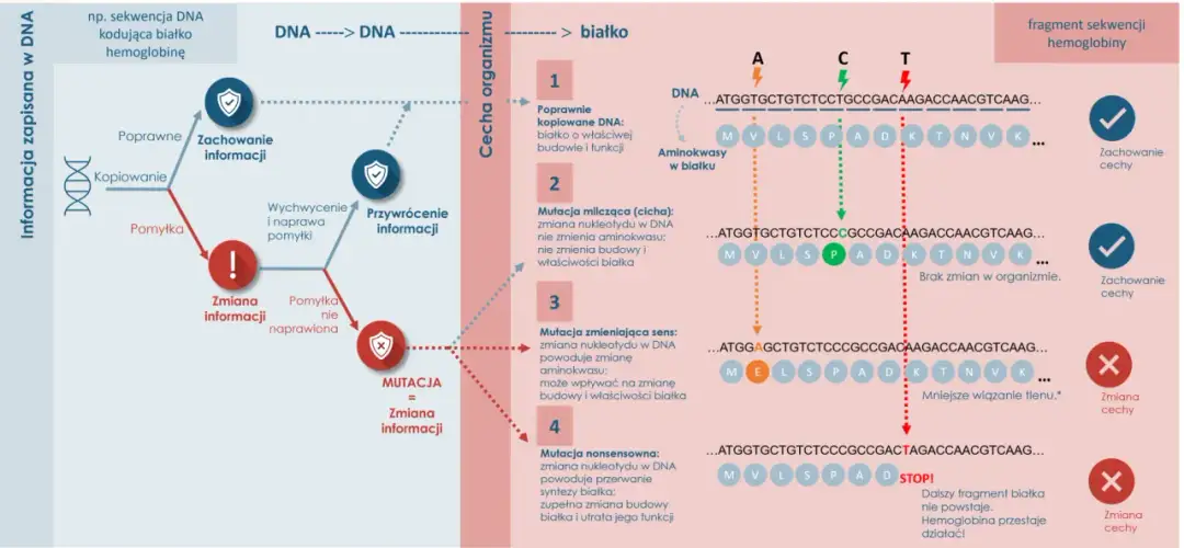 Biologia molekularna wyjaśnia, jak mutacje DNA wpływają na białka, np. hemoglobinę, prowadząc do zmian cech organizmu.