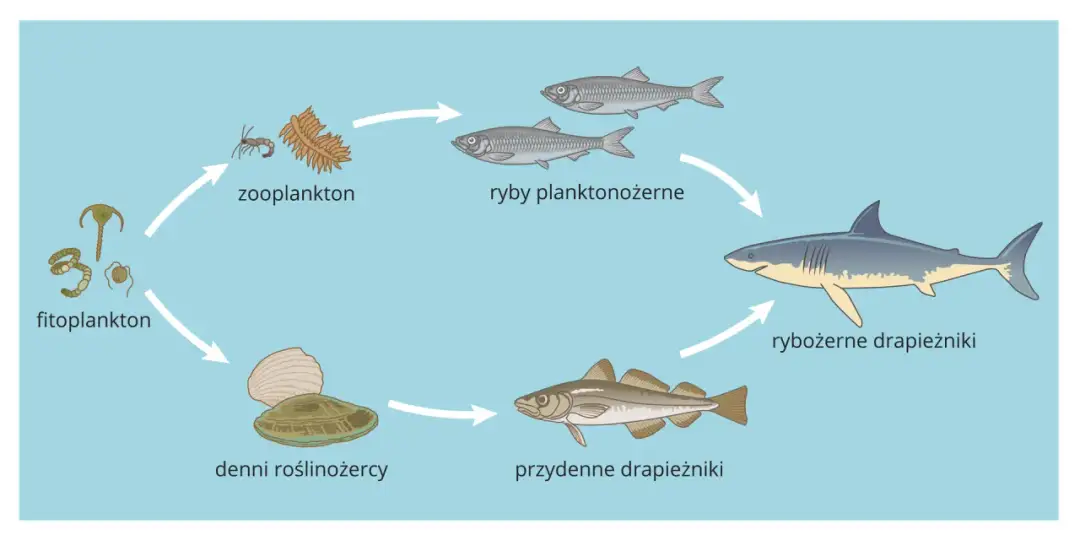 Ilustracja przedstawia cykl życia ryb: od fitoplanktonu, przez zooplankton, ryby planktonożerne, rybożerne drapieżniki, po ryby przydenne.