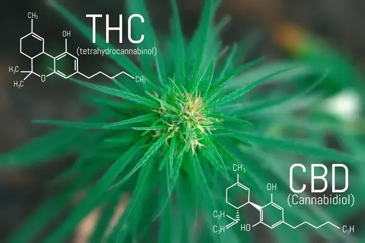 THC: Działanie, Skutki, Różnice z CBD i Status Prawny w Polsce