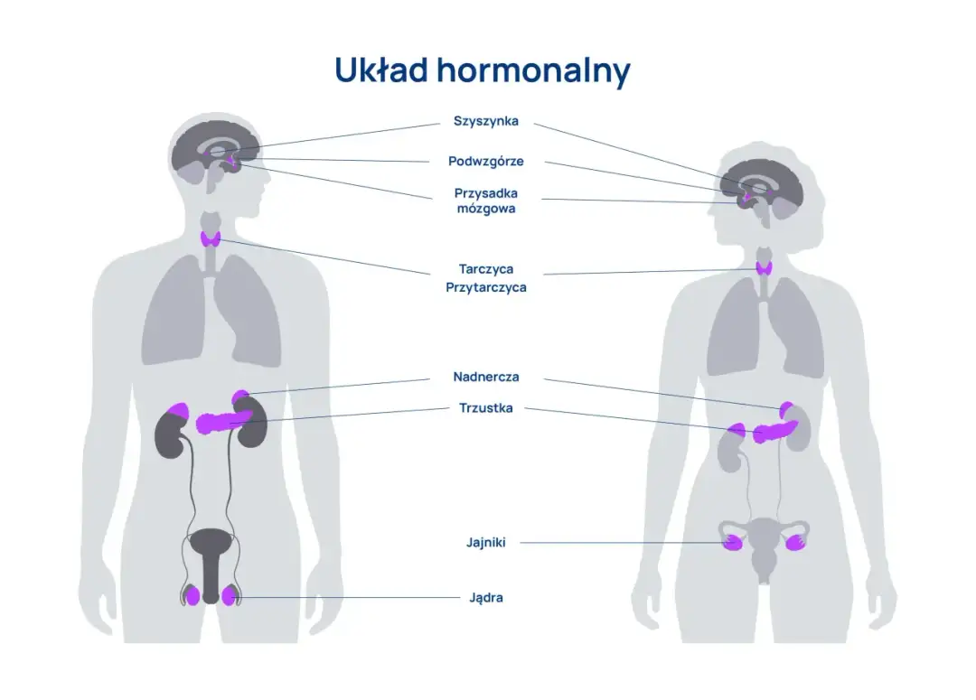 Układ hormonalny - jak działa i dba o Twoje zdrowie?