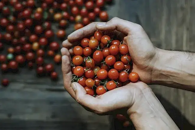 Ile kcal ma pomidor koktajlowy? Zaskakujące fakty o kaloriach