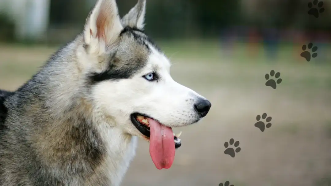 Ile km dziennie potrzebuje husky, aby być zdrowym i szczęśliwym?