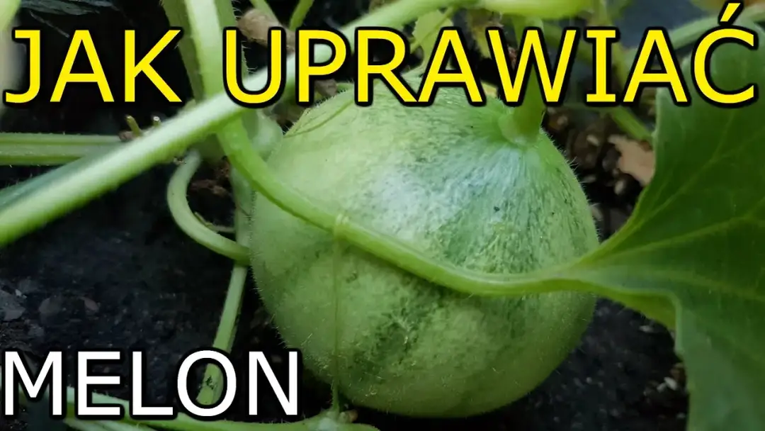 Jak uprawiać melony: proste kroki do sukcesu w ogrodzie