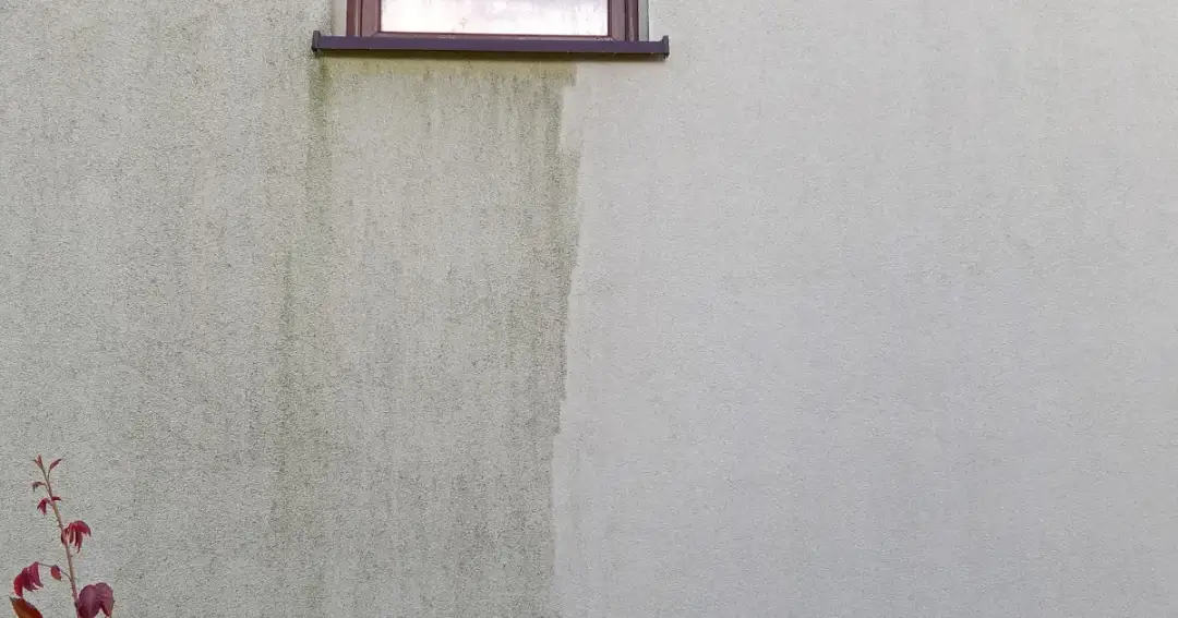 Skuteczne metody usuwania ptasich odchodów z elewacji bez wysiłku