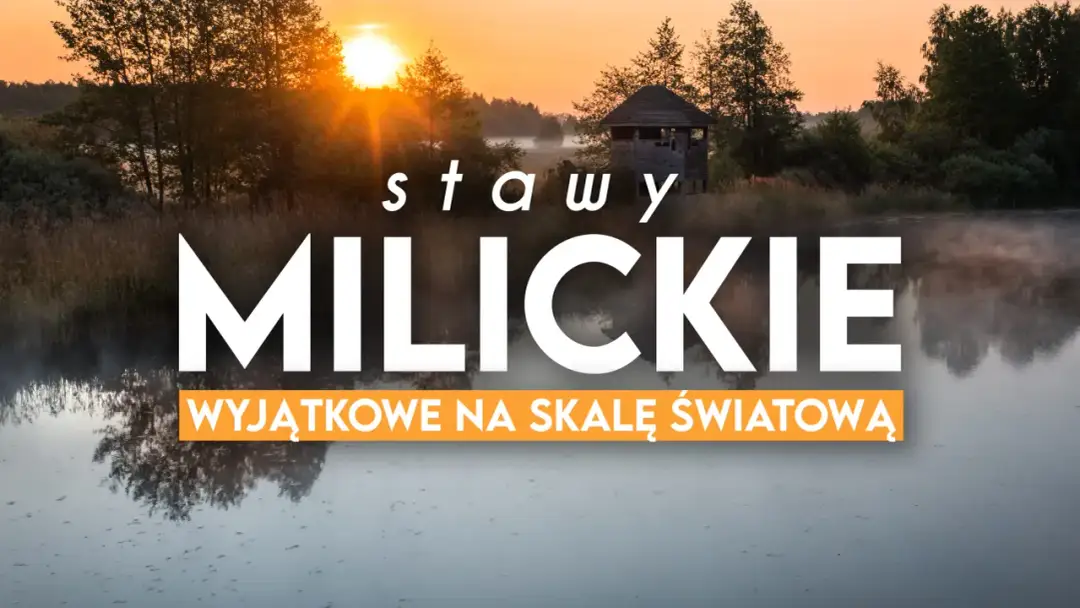 Stawy Milickie na Rowerze: Trasy, Atrakcje i Praktyczny Przewodnik