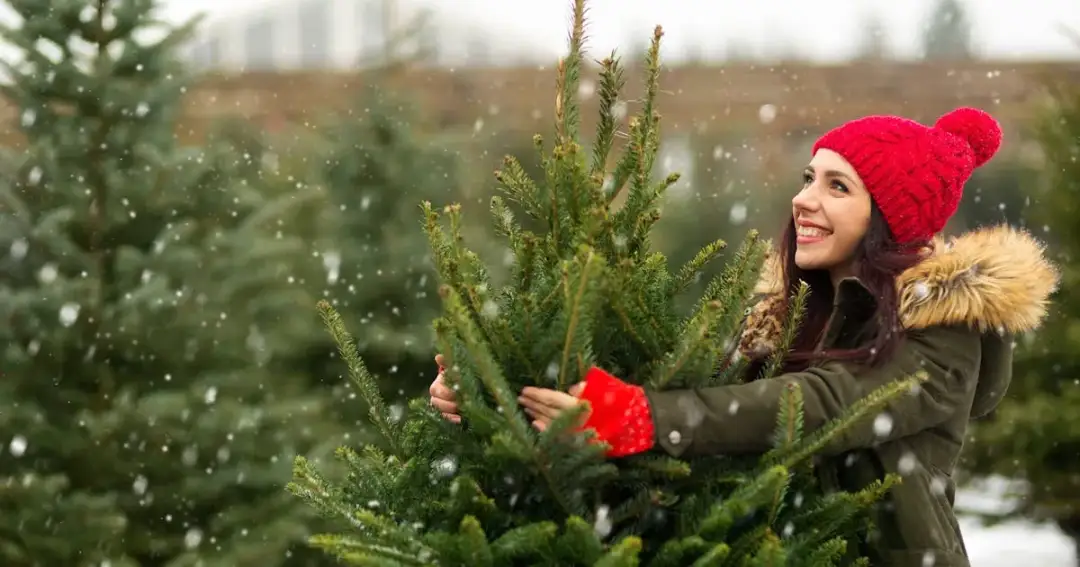 Ile kosztuje choinka w doniczce? Ceny, które Cię zaskoczą