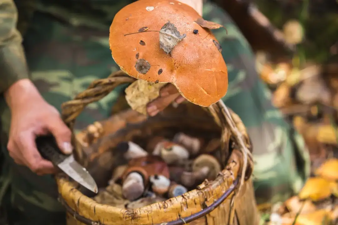 Stojaki grzyb i stojak do przechowywania fungi