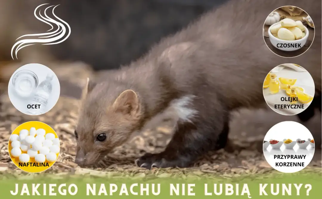 Jakie zapachy odstraszają kuny? Skuteczne domowe sposoby