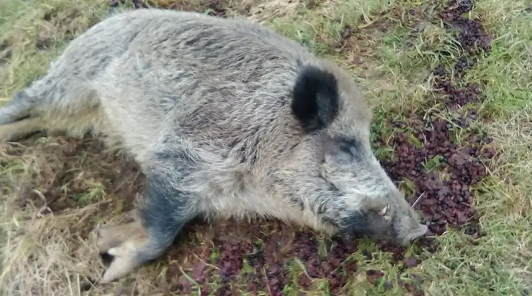 Ile kosztuje dzik w skupie? Poznaj aktualne ceny i czynniki wpływające na stawki