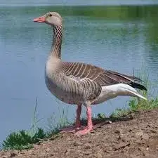 Gęś gęgawa - jedna z największych dzikich gęsi. Charakterystyka
