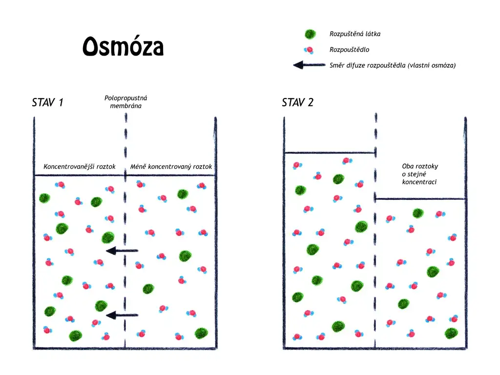 Co to jest osmoza w biologii? Prosty wyjaśnienie i praktyczne przykłady