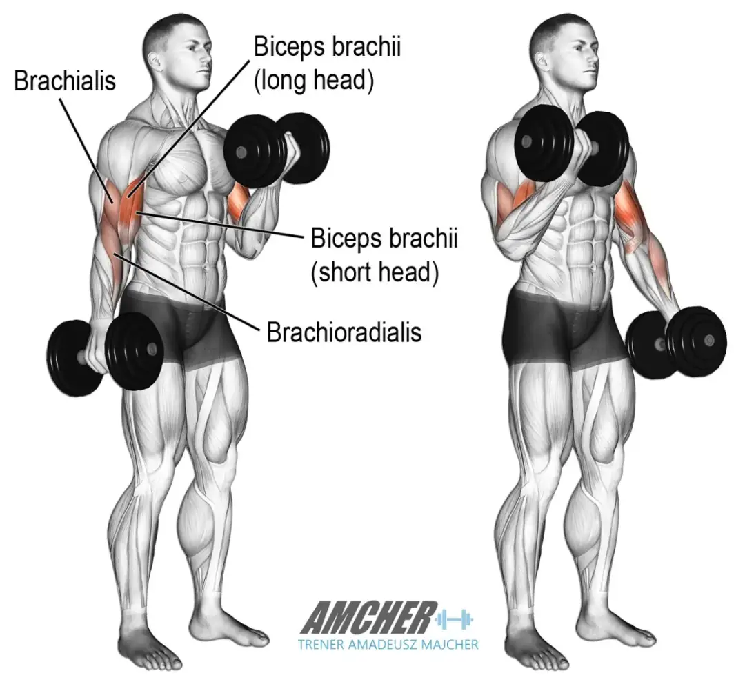 Jak często ćwiczyć biceps? Tajniki efektywnego treningu ramion