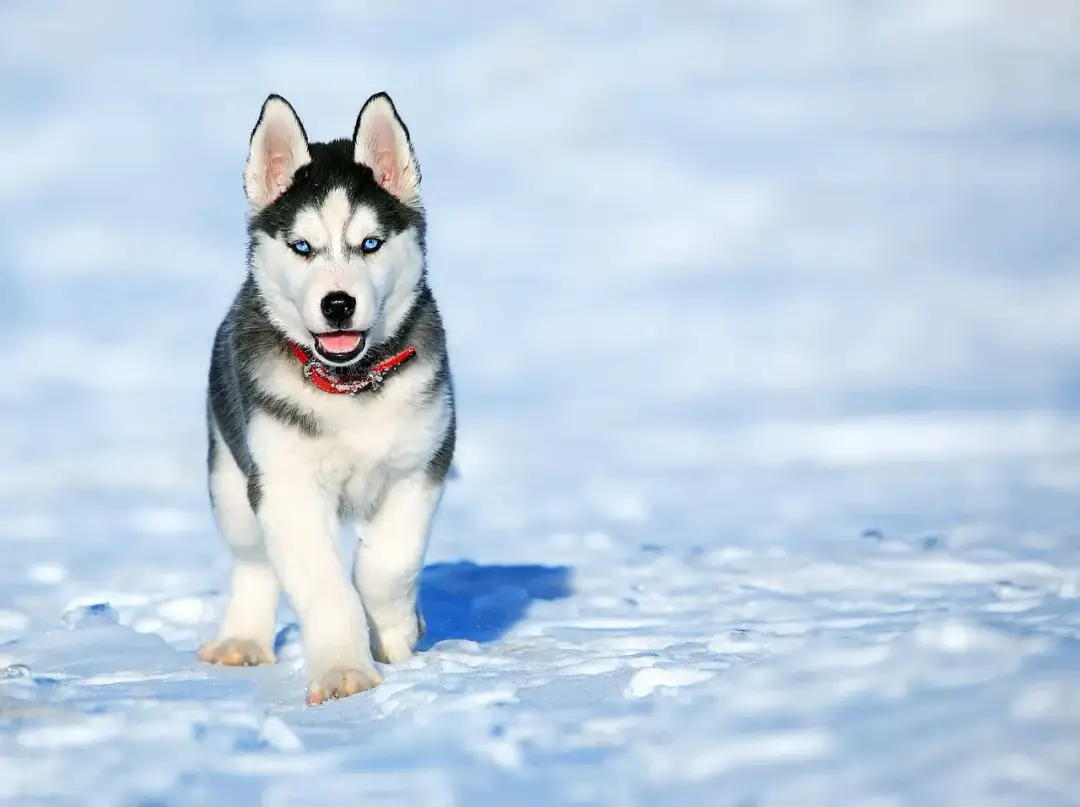 Ile kosztuje husky syberyjski? Poznaj ceny w różnych miastach Polski