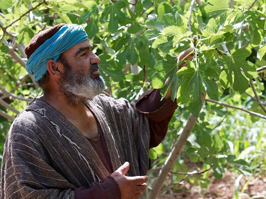 Przypowieść o drzewie figowym: znaczenie i interpretacja biblijna