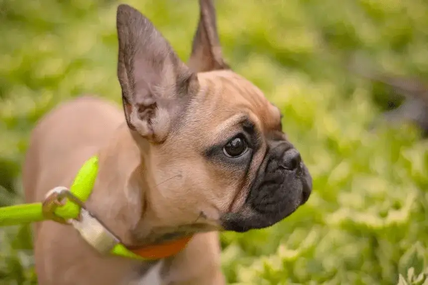 Buldog francuski: czy ta rasa ma ogon? Informacje na ten temat
