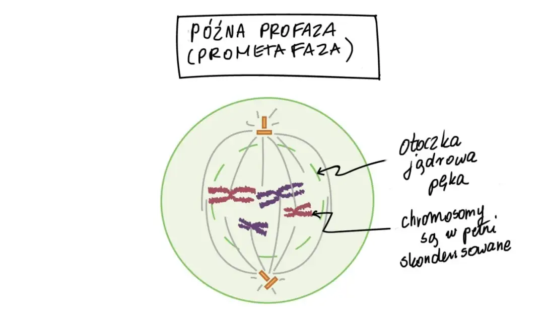 Cykl komórkowy - Jak zrozumieć etapy i nie pomylić podziałów?
