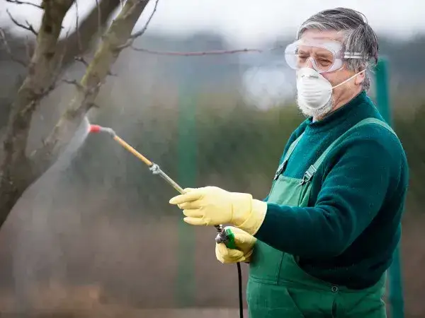 Czym opryskiwać drzewa owocowe na wiosnę, aby uniknąć szkodników?