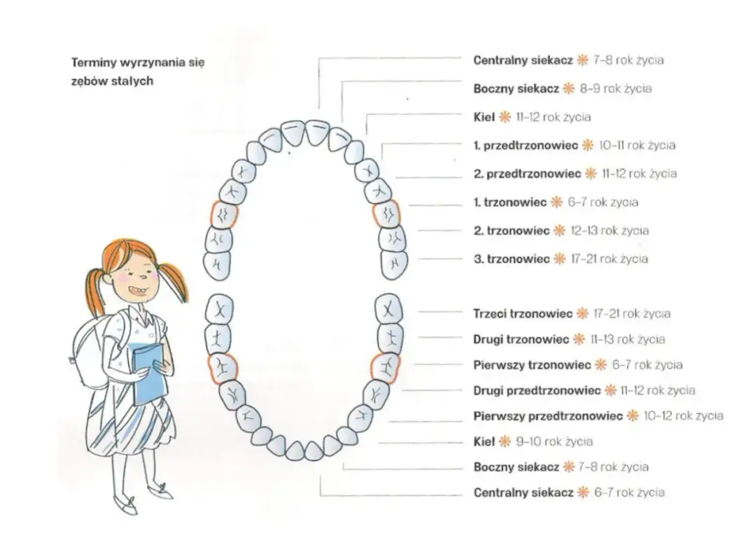 W jakim wieku rośnie ząb mądrości? Poznaj zaskakujące fakty