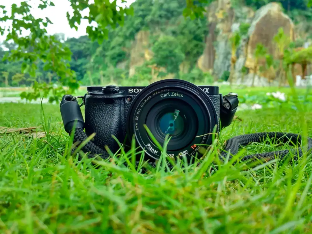 Jaki aparat do fotografowania ptaków? Najlepsze modele i porady dla Ciebie
