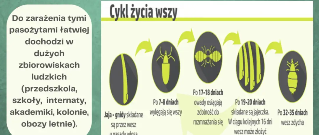 Wszy u dziecka objawy – jak rozpoznać i uniknąć powikłań