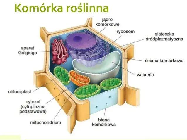 Co to jest komórka roślinna? Odkryj jej niezwykłe funkcje i cechy