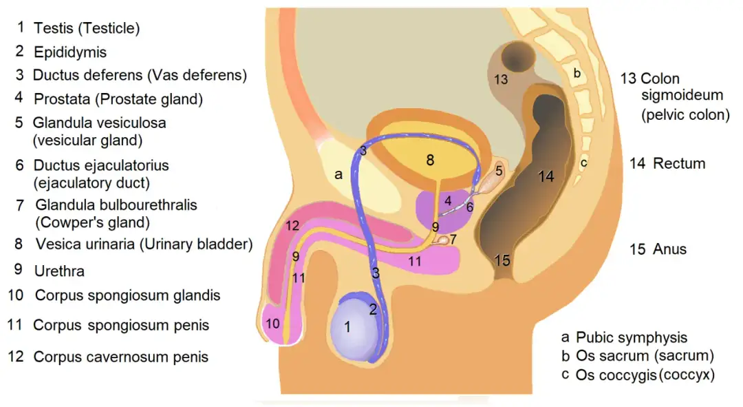 Anatomical diagram of the male reproductive and urinary systems with numbered parts.