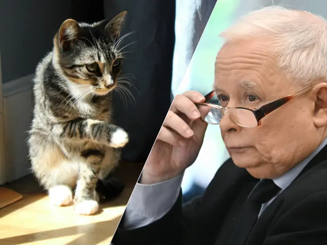 Czy Kaczyński ma kota? Odkryj prawdę o jego pupilkach