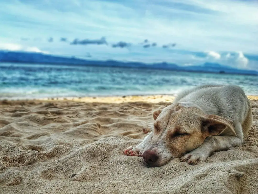 Pies nad morzem - Jak znaleźć plażę i o czym warto pamiętać?
