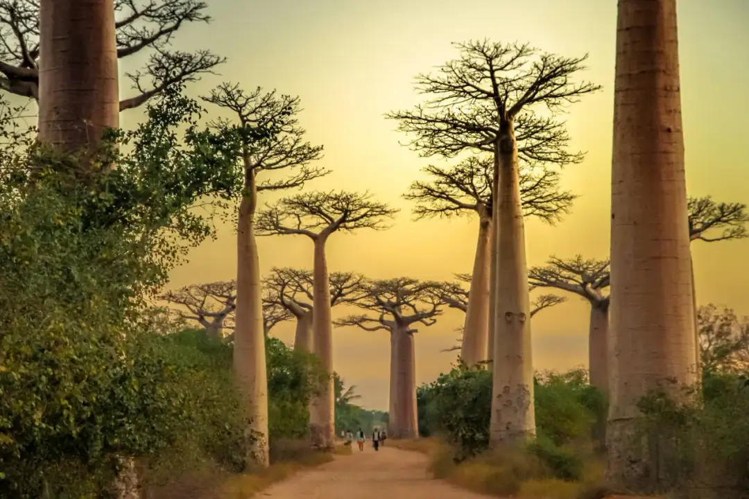 Aleja Baobabów na Madagaskarze. Idealne miejsce, by poczuć magię wyspy. Kiedy lecieć na Madagaskar? Najlepiej w porze suchej, od kwietnia do października.
