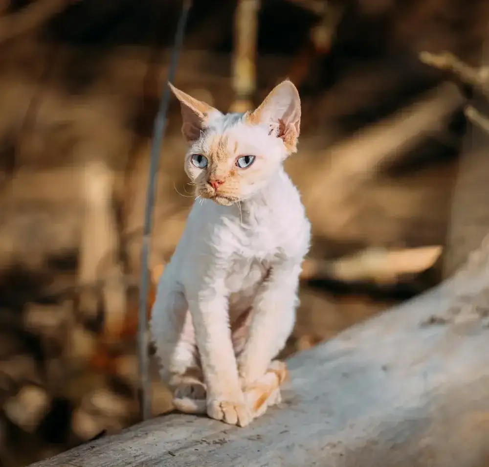 Ile kosztuje Devon Rex? Pełny koszt zakupu i utrzymania