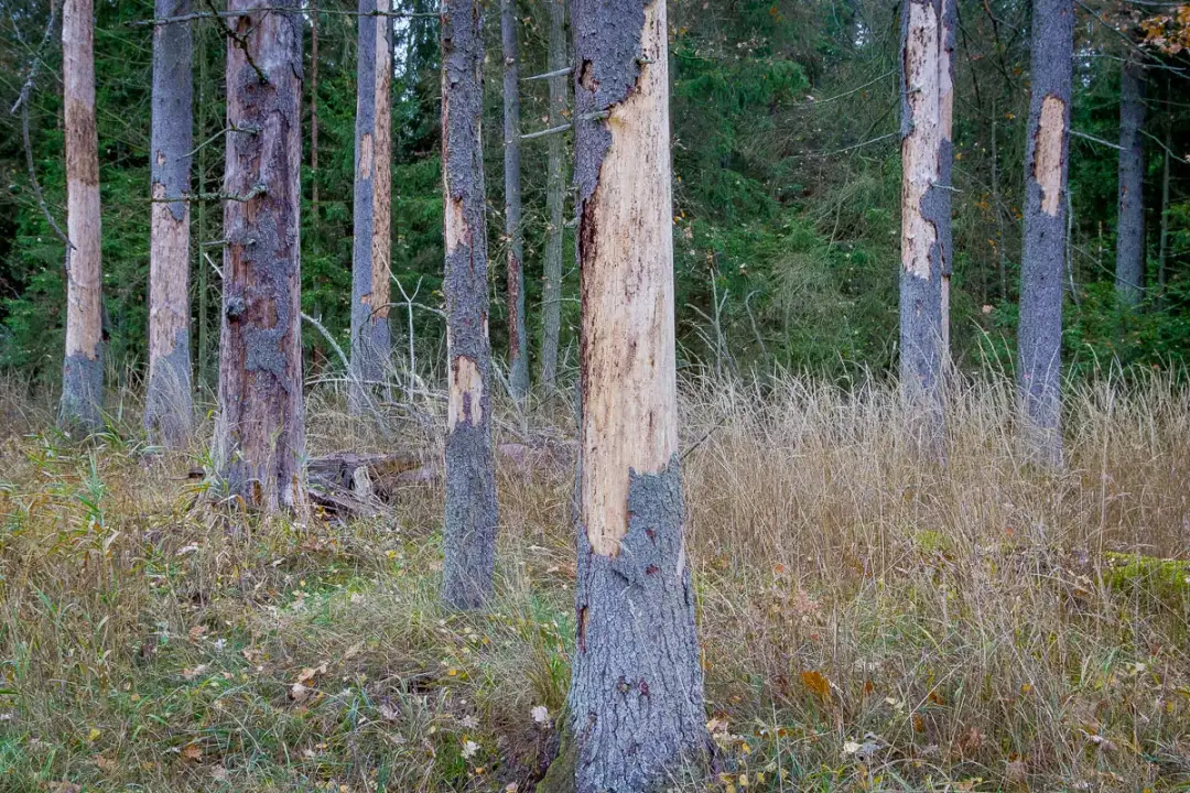 Rozjemca podjął decyzję odnośnie Puszczy Białowieskiej