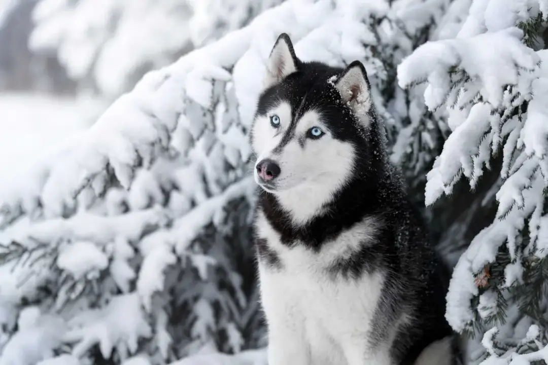 Ile kosztuje szczeniak husky? Sprawdź, co wpływa na cenę pupila