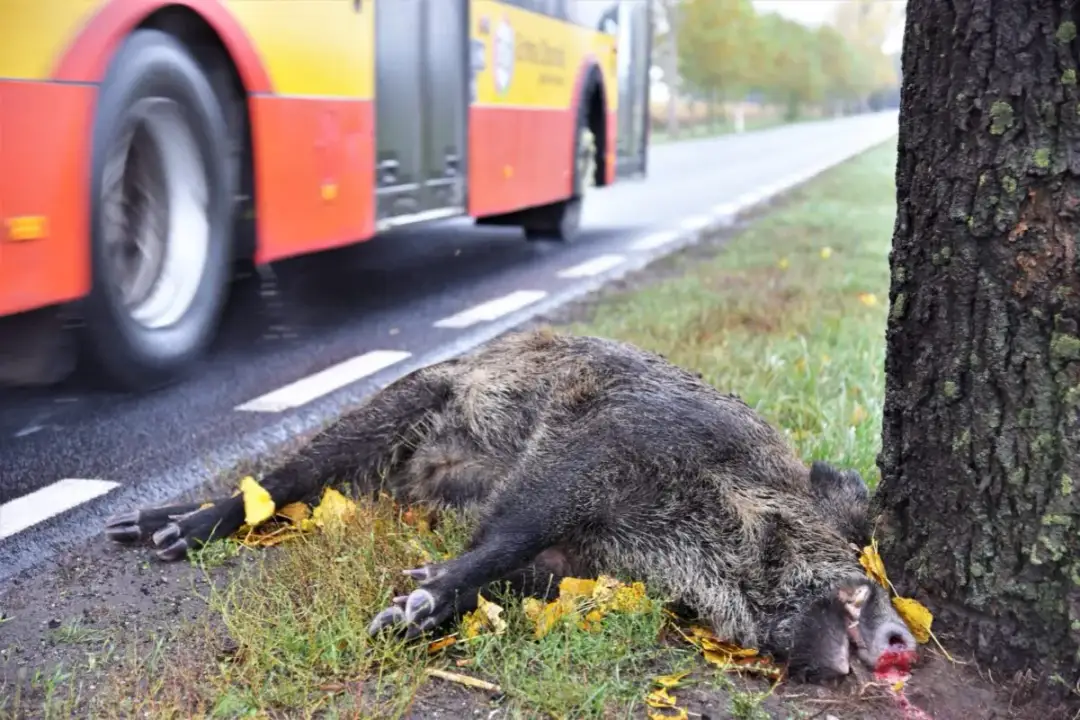Myśliwy i padlina na drodze: Kto odpowiada? Sprawdź przepisy