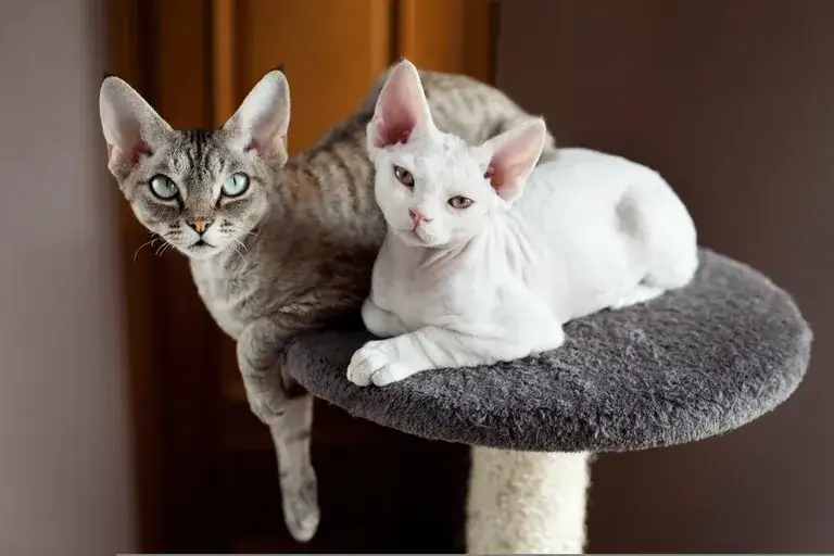 Devon Rex: Czy ten kot-pies z falowaną sierścią jest dla Ciebie?