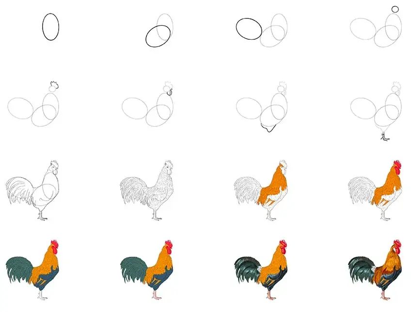 Huhn zeichnen lernen: Einfache Schritt-für-Schritt-Anleitung