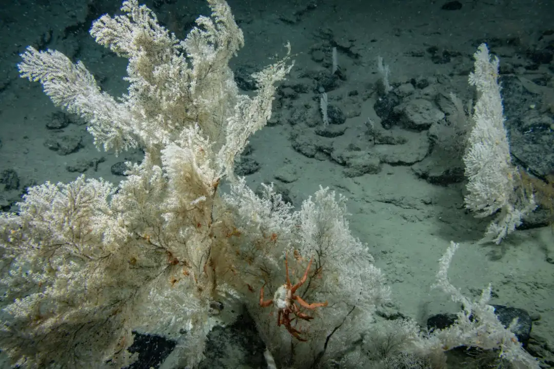 Budowa dna oceanicznego - Jak wygląda życie w wiecznej ciemności?