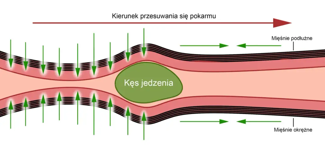 Jelito cienkie - najdłuższa część przewodu pokarmowego i Twoje zdrowie