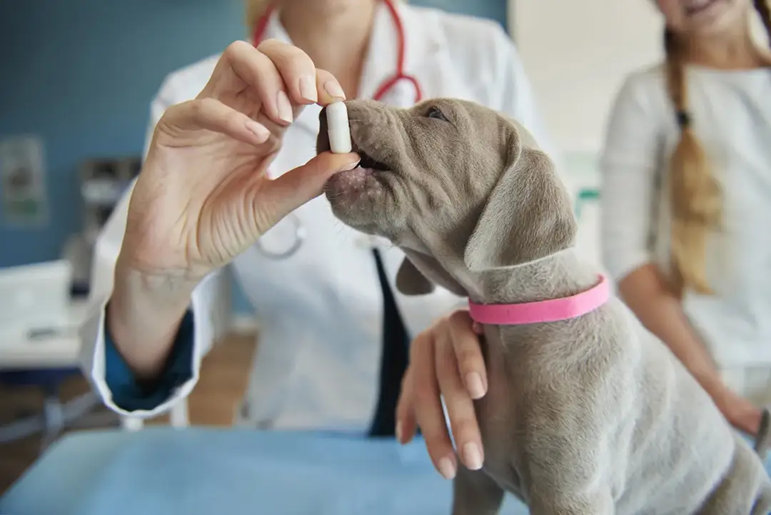 Antybiotyk u psa? Odbuduj jelita: Probiotyki kiedy i jak?