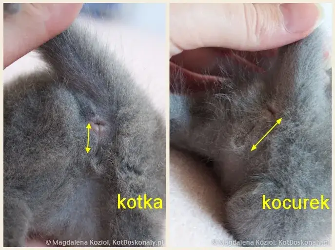 Rozpoznaj płeć kotka: Odległość i kształt to klucz!