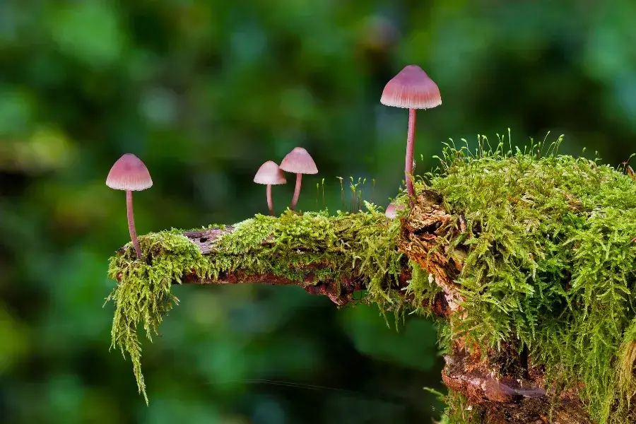 Grzyby halucynogenne: skutki, ryzyko, potencjał terapeutyczny