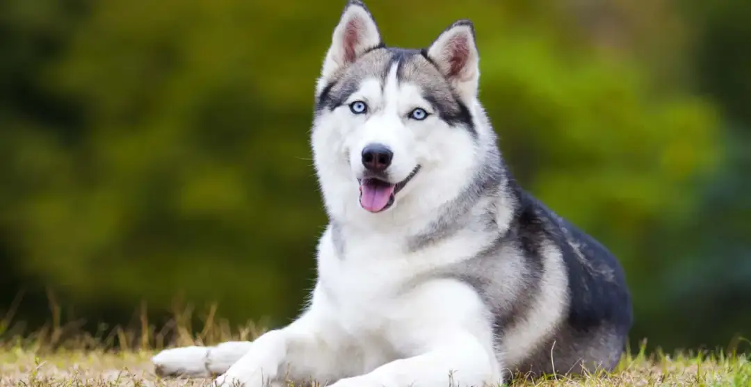 Jak wygląda husky? Poznaj charakterystyczne cechy i kolory tej pięknej rasy