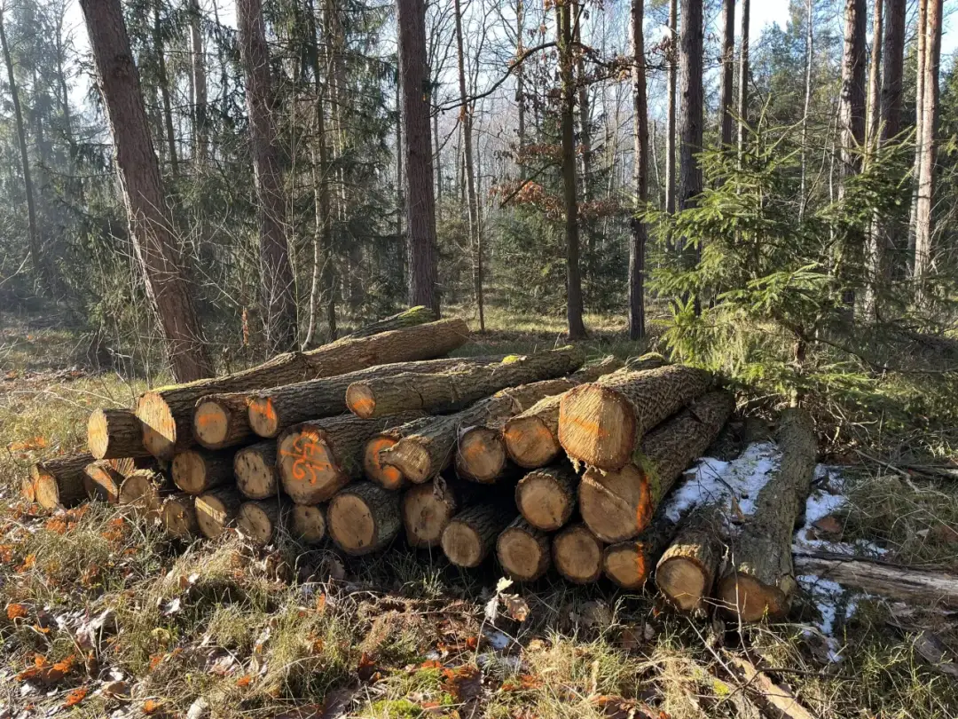 Drzewa chronione w Polsce: prawa, obowiązki i kary - sprawdź!