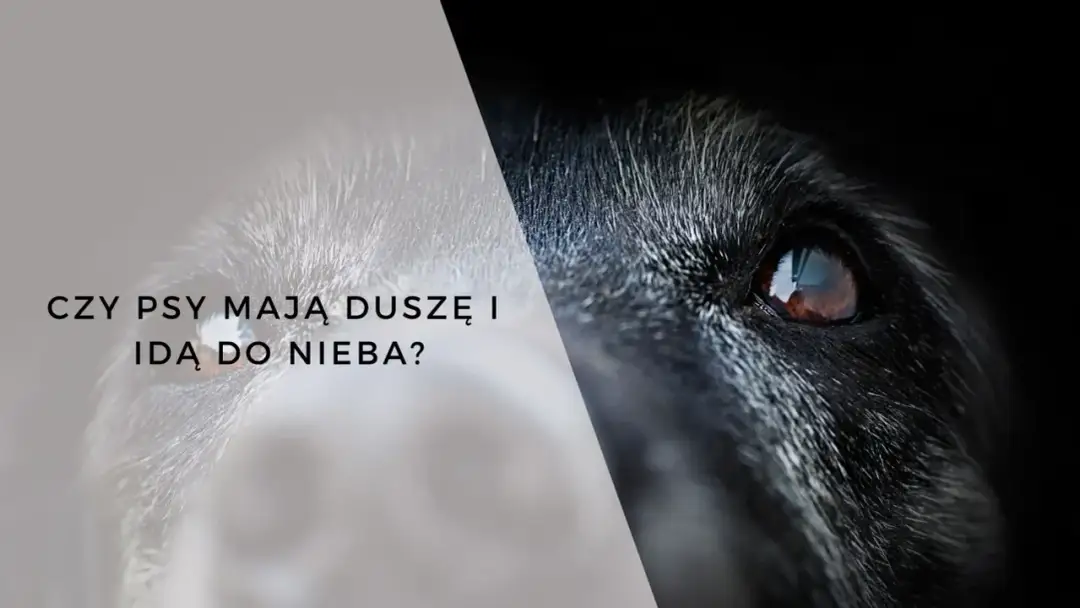 Pytanie "czy zwierzęta mają duszę" zadane na tle spojrzenia psa.