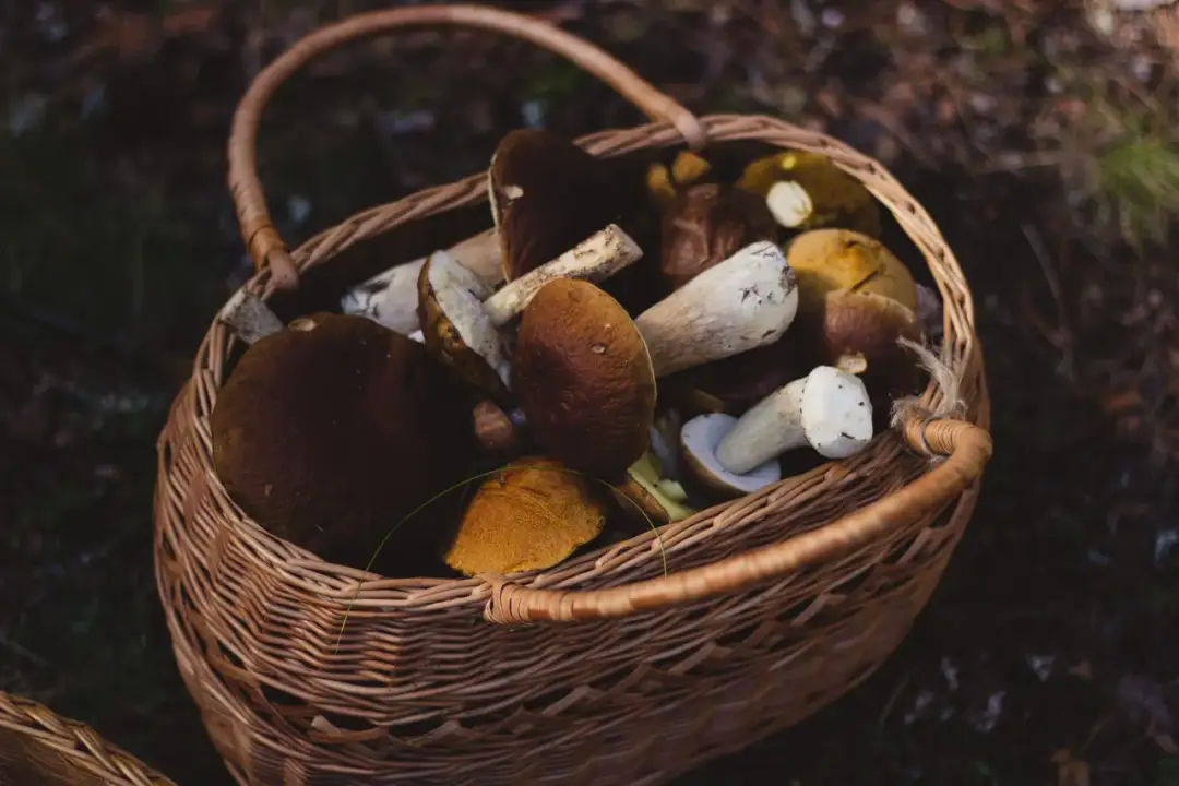 Kiedy wychodzą grzyby w lesie? Tajniki pogody i kalendarz