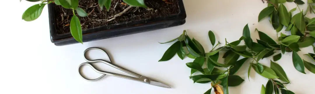 Jak przycinać fikusa bonsai, aby uniknąć błędów i uzyskać zdrową roślinę