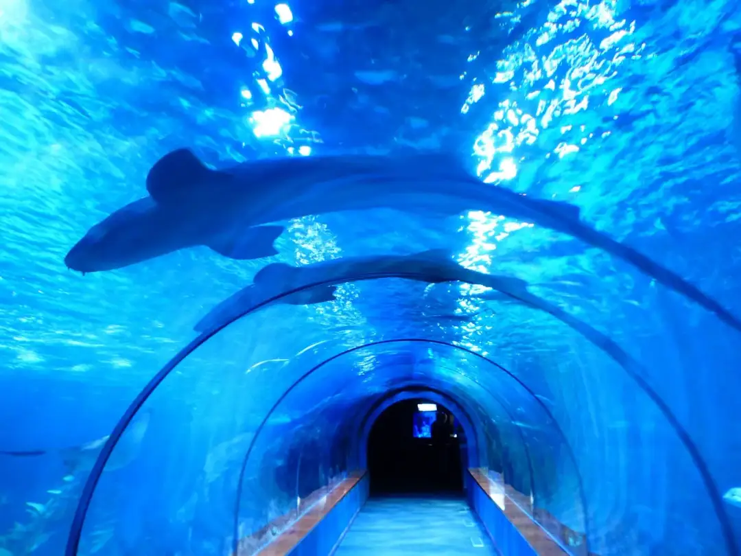 Oceanarium w Łodzi: Niezapomniane atrakcje i tajemnice Orientarium