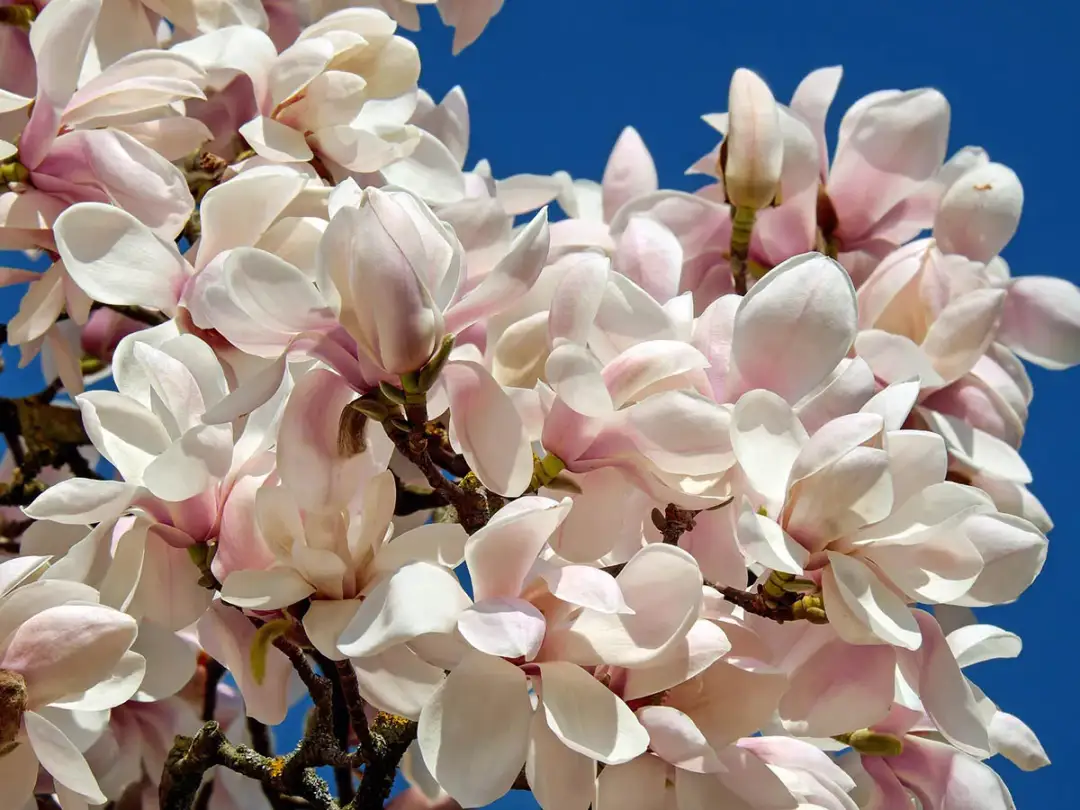 Kiedy sadzić magnolie? Sprawdź najlepszy termin i porady!